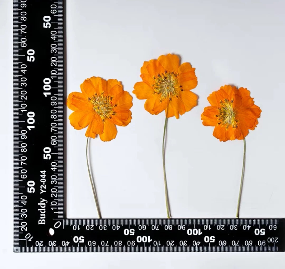 Dried Pressed Flower - Cosmos for Epoxy Resin Pendants, Necklaces, and Decorating Other Objects