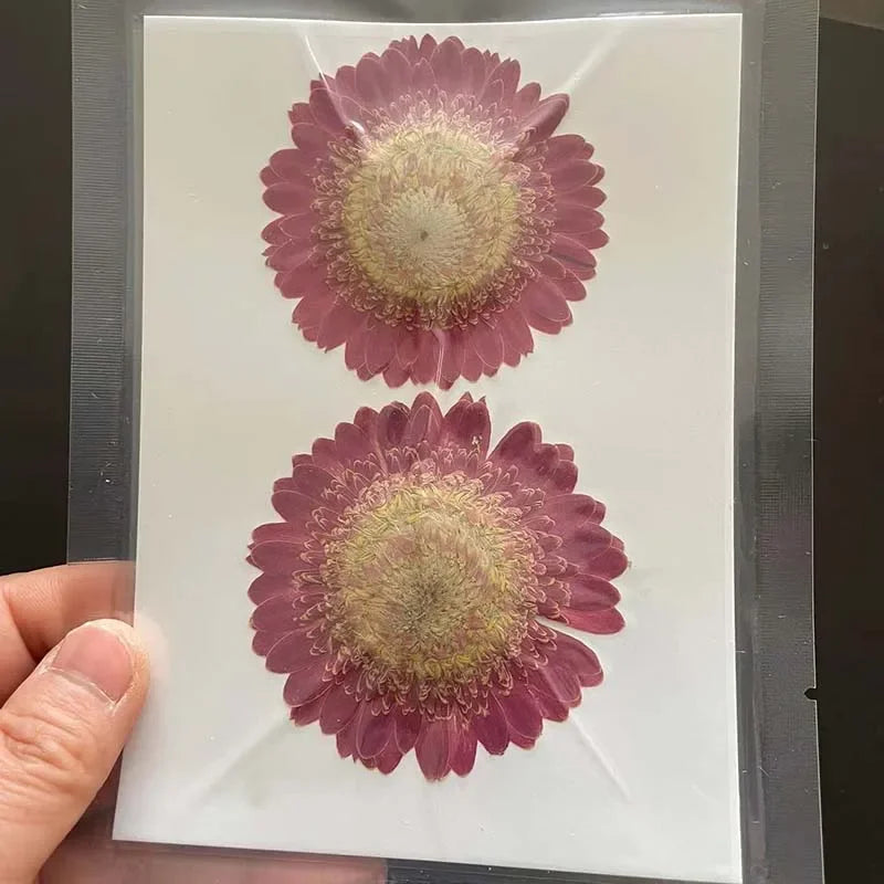 6~11cm Natural Pressed Dried Flowers For Epoxy Resin Crafts