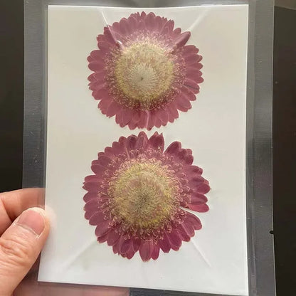 6~11cm Natural Pressed Dried Flowers For Epoxy Resin Crafts