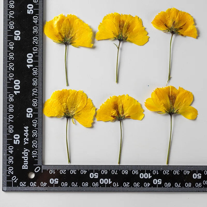 Dried Pressed Flower - Cosmos for Epoxy Resin Pendants, Necklaces, and Decorating Other Objects
