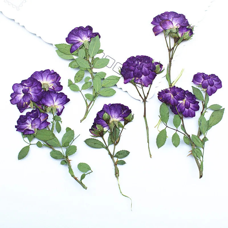12pcs 6-10cm Side-Pressed Dried Flowers for Resin Crafts