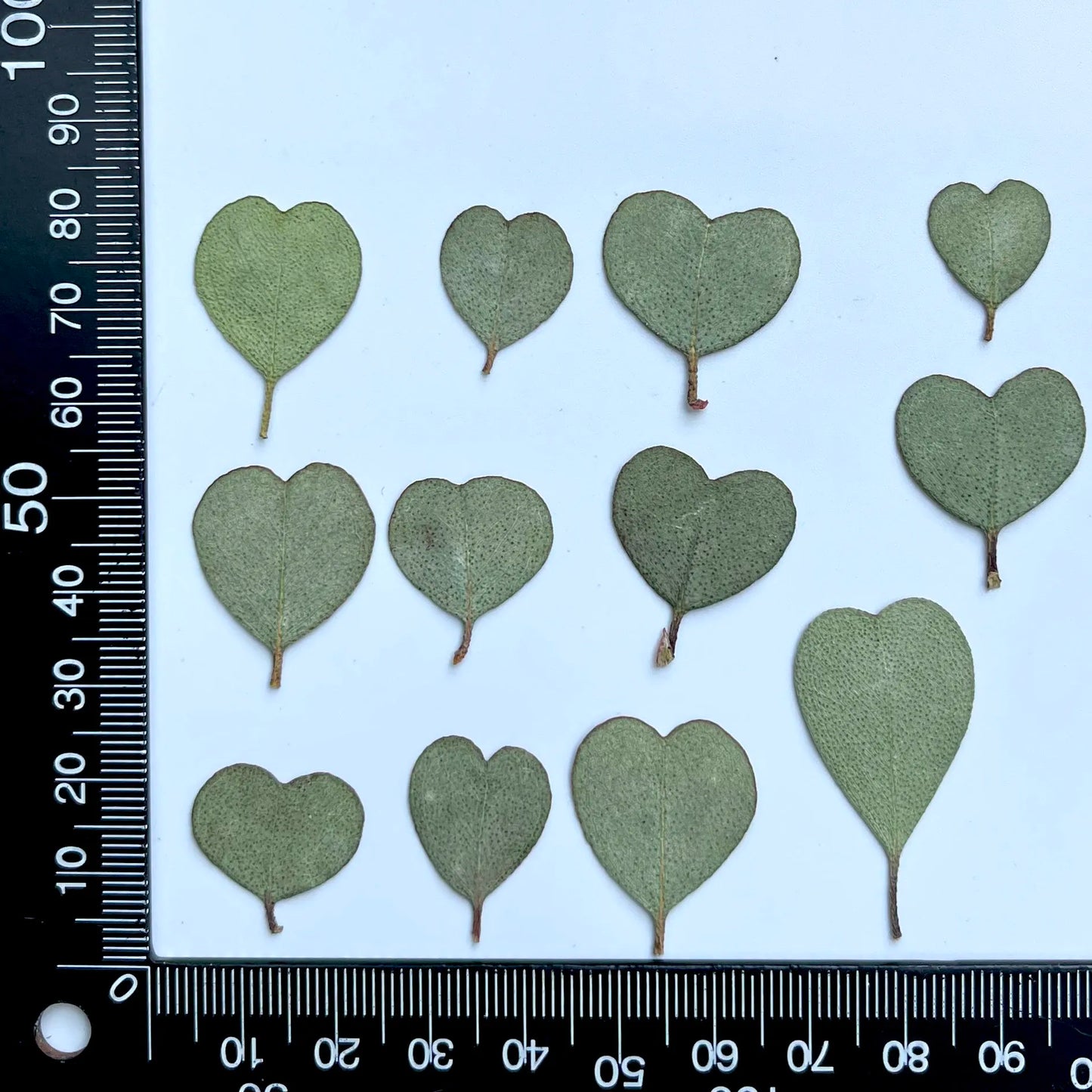 12 Pieces Pressed Dried Eucalyptus Heart Leaves for Resin Crafts