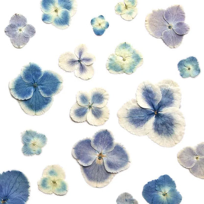 1.3-4cm Dried Pressed Hydrangea Petals for Resin Crafts - 24 pieces
