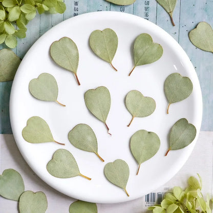 Heart-shaped Eucalyptus Dried Leaves for Resin Crafts