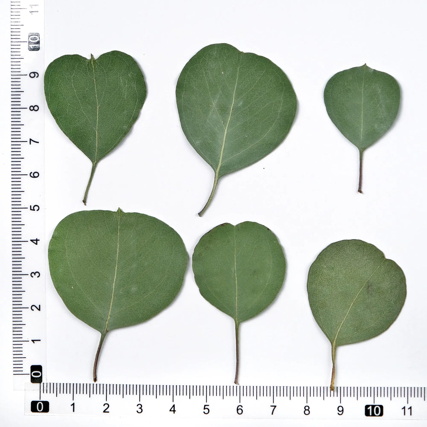 12 Pieces Pressed Dried Eucalyptus Heart Leaves for Resin Crafts