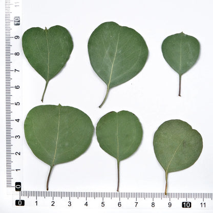12 Pieces Pressed Dried Eucalyptus Heart Leaves for Resin Crafts