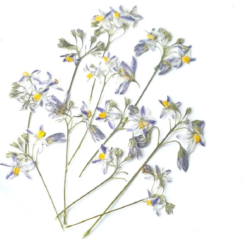 50pcs Pressed Dried Iris Flowers for Resin Crafts