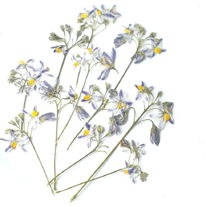 50pcs Pressed Dried Iris Flowers for Resin Crafts