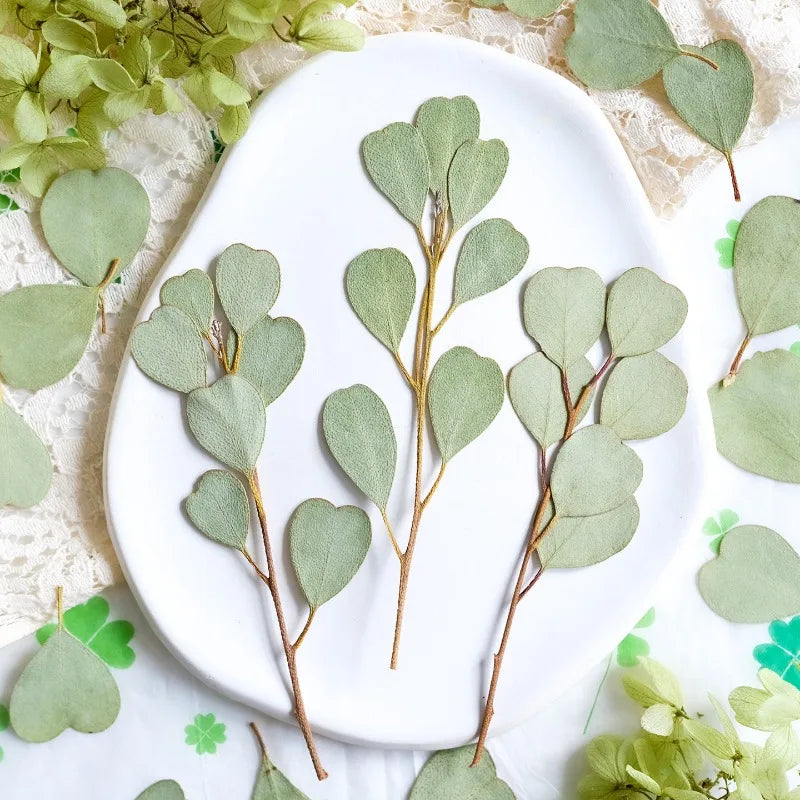 Heart-shaped Eucalyptus Dried Leaves for Resin Crafts